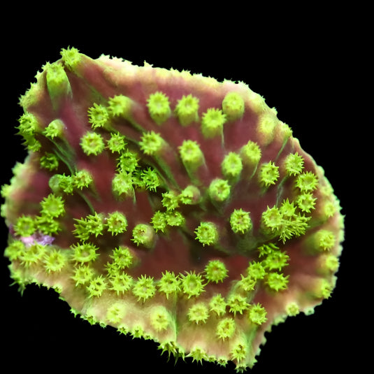 Cup Coral, Pagoda
