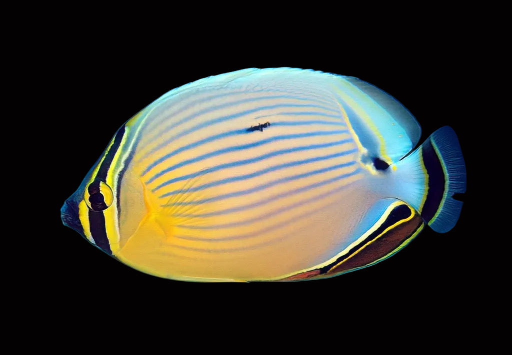 Chaetodon Lunulatus - Melon Butterfly