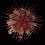 Astropyga radiata - Fire Sea Urchin