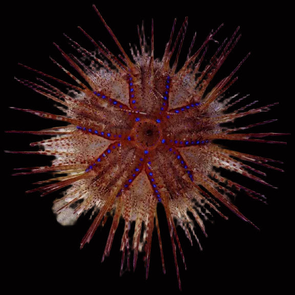 Astropyga radiata - Fire Sea Urchin