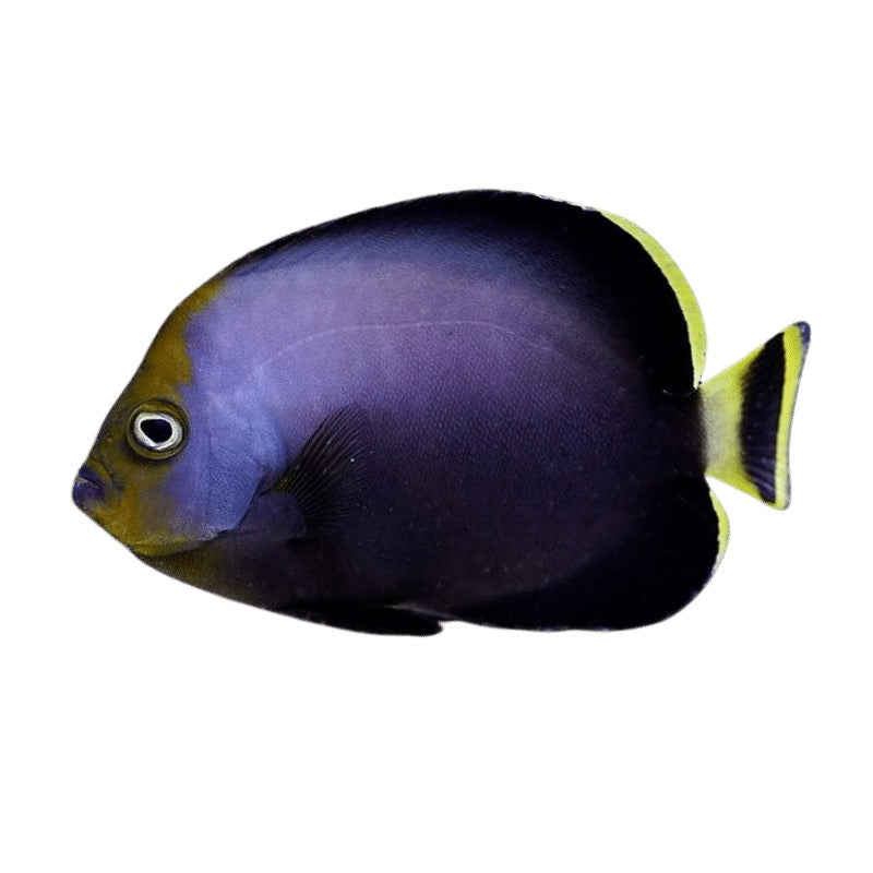 Chaetodontoplus melanosoma - Black Velvet Angelfish