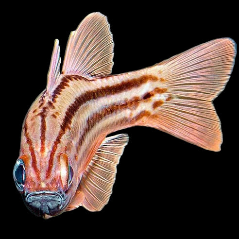 Blue-eye Cardinalfish, Apogon Compressus