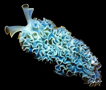 Lettuce Sea Slug