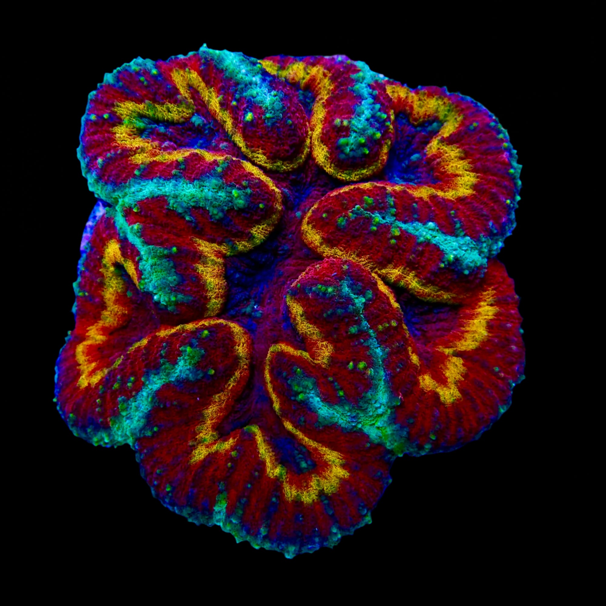 Lobophyllia Ultra WYSIWYG - Beauté et Résilience pour Aquariums Récifaux