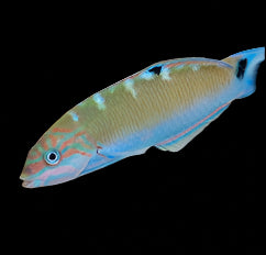 Lunare Wrasse Small Juvinile