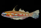 Masked Goby (Coryphopterus personatus)