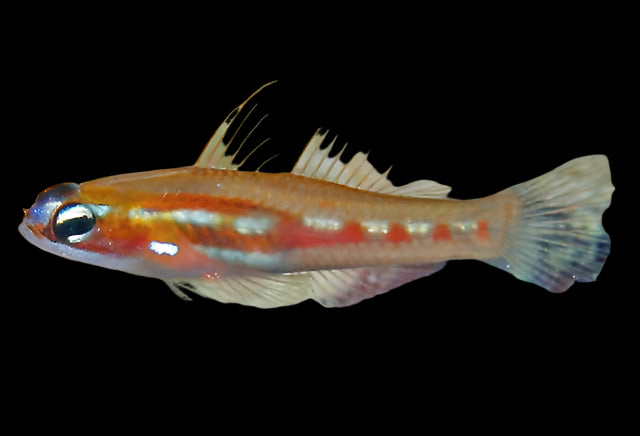 Masked Goby (Coryphopterus personatus)
