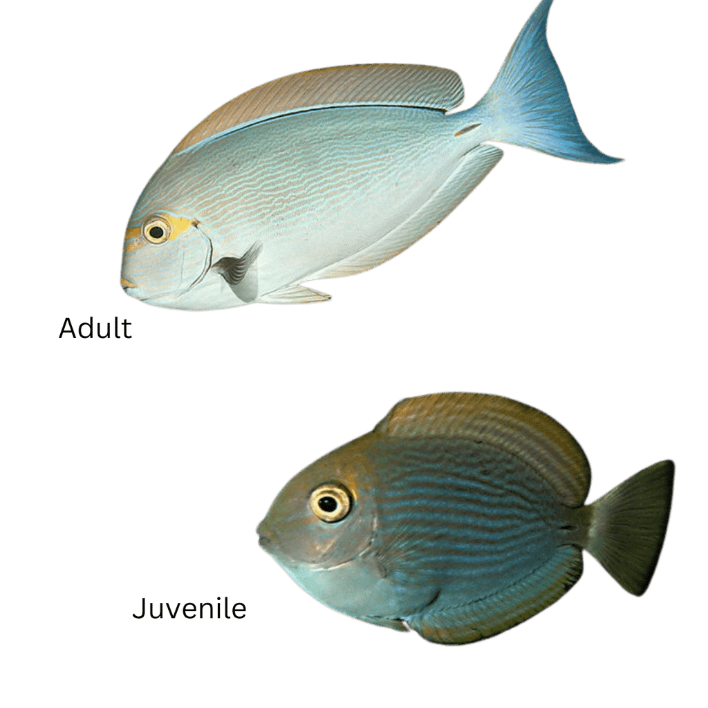 Acanthurus mata (Mata Tang)