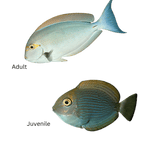 Acanthurus mata (Mata Tang)