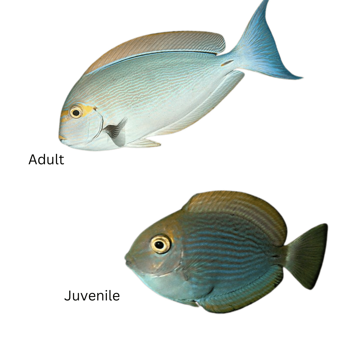 Acanthurus mata (Mata Tang)