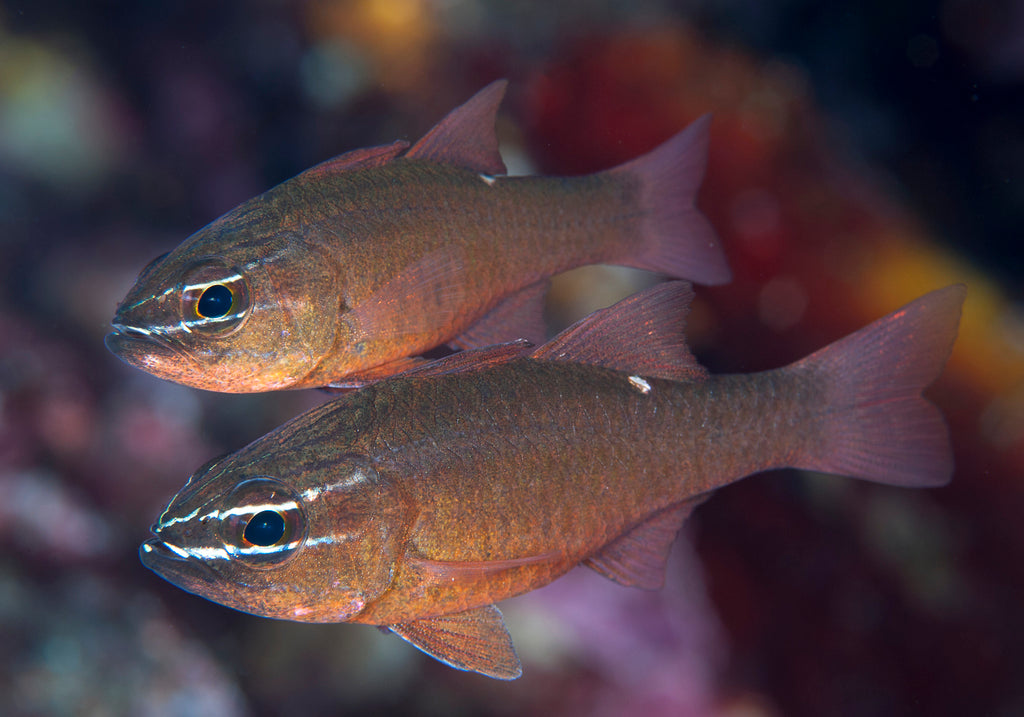 Moluccan Cardinalfish (Ostorhinchus moluccensis)