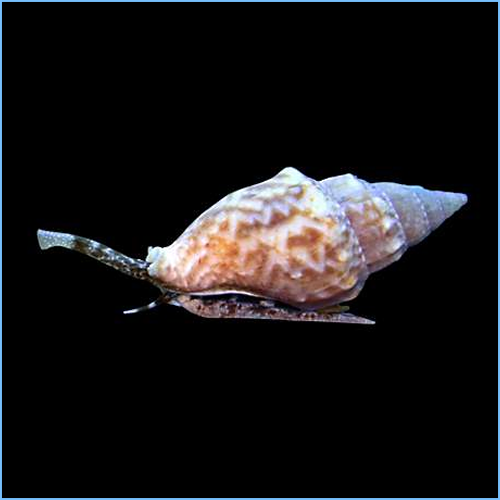 Nassarius Sand Snail Chaque