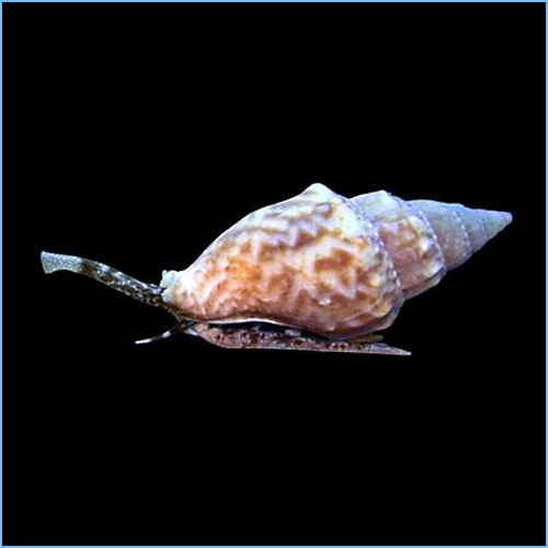 Nassarius Sand Snail Lg