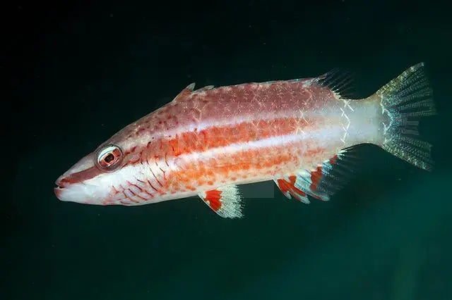 Oriental Maori Wrasse ( cheilinus orientalis )