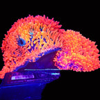Red Devil Bubble Tip Anemone