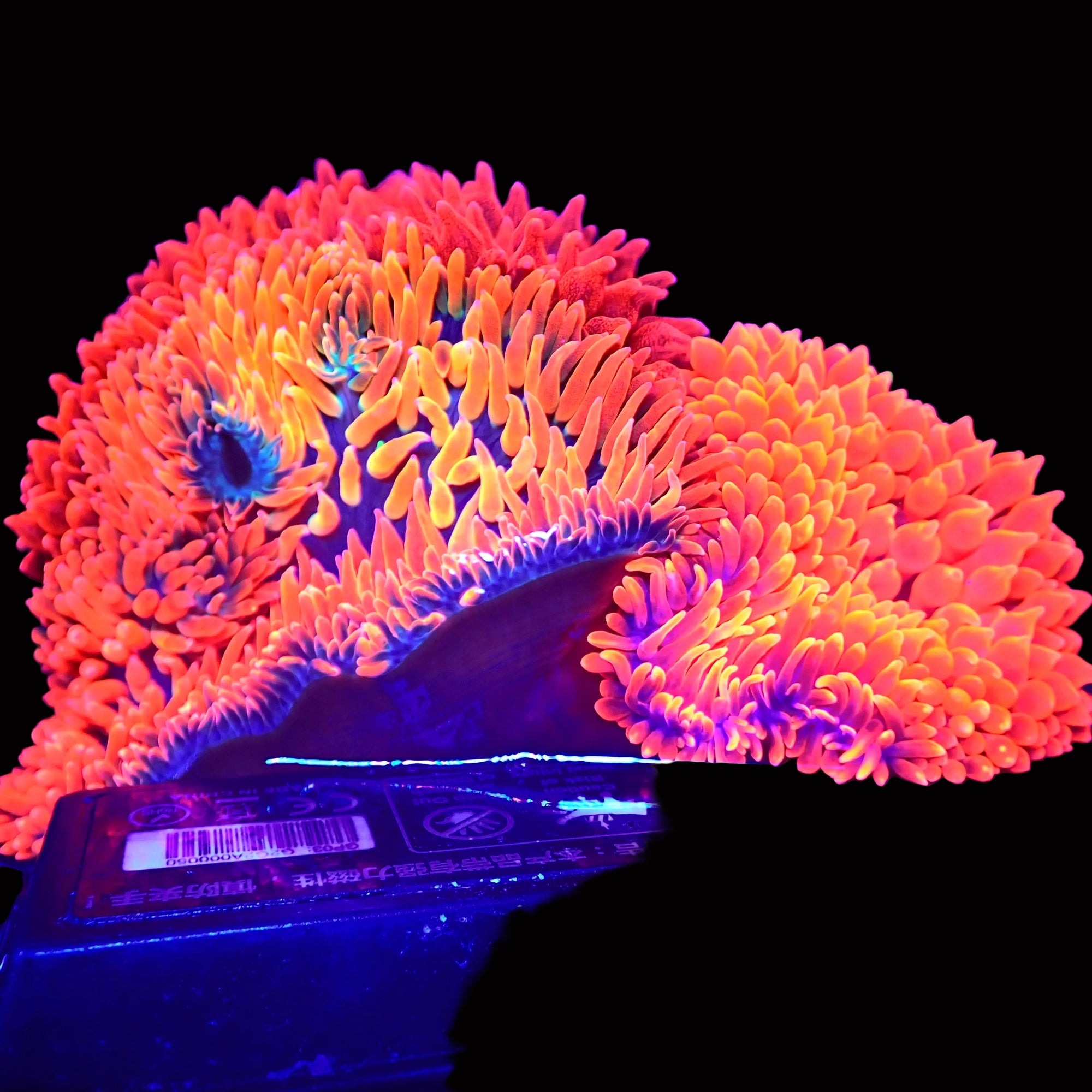 Red Devil Bubble Tip Anemone