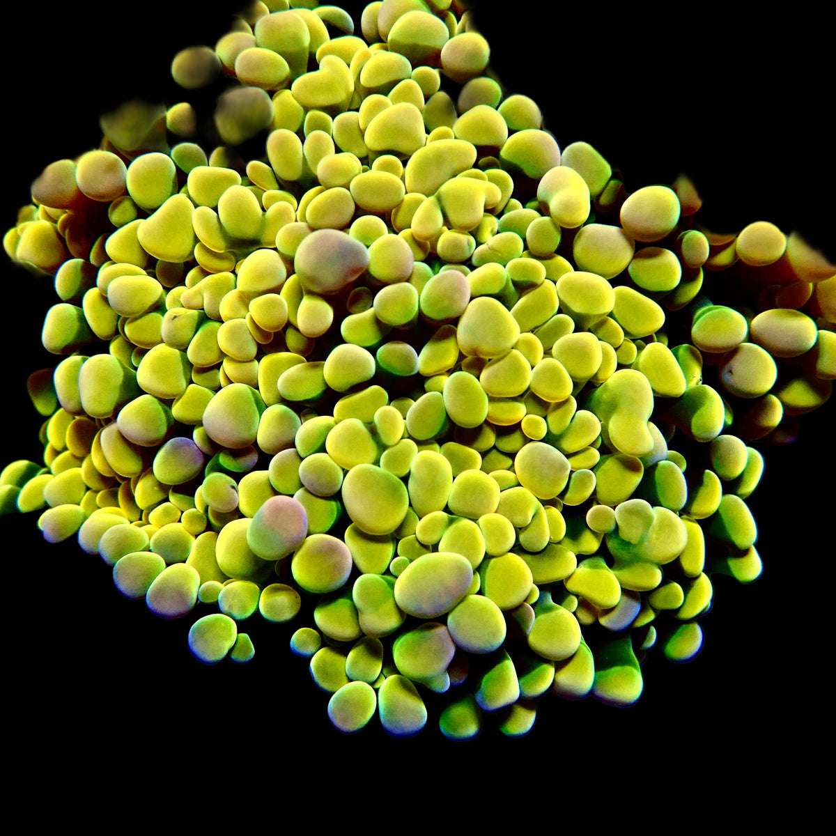 Gold RainbowMint Hammer Branching