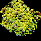 RS Gold RainbowMint Hammer Branching