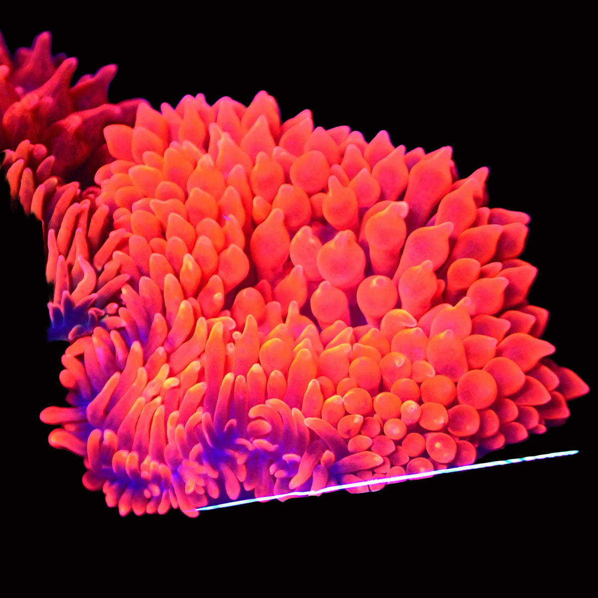 Red Devil Bubble Tip Anemone