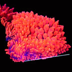 Red Devil Bubble Tip Anemone