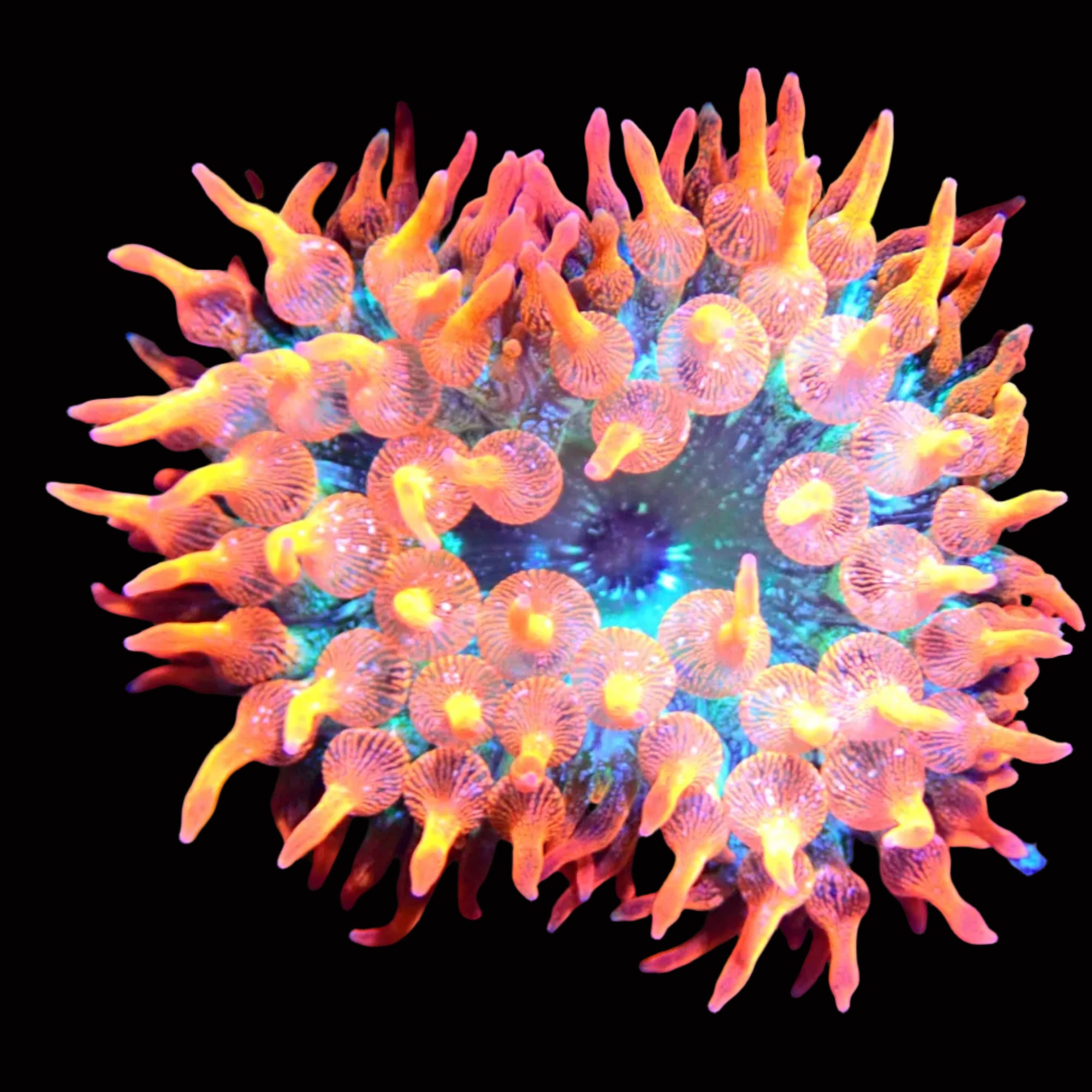 Water Melon Bubble Tip Anemone
