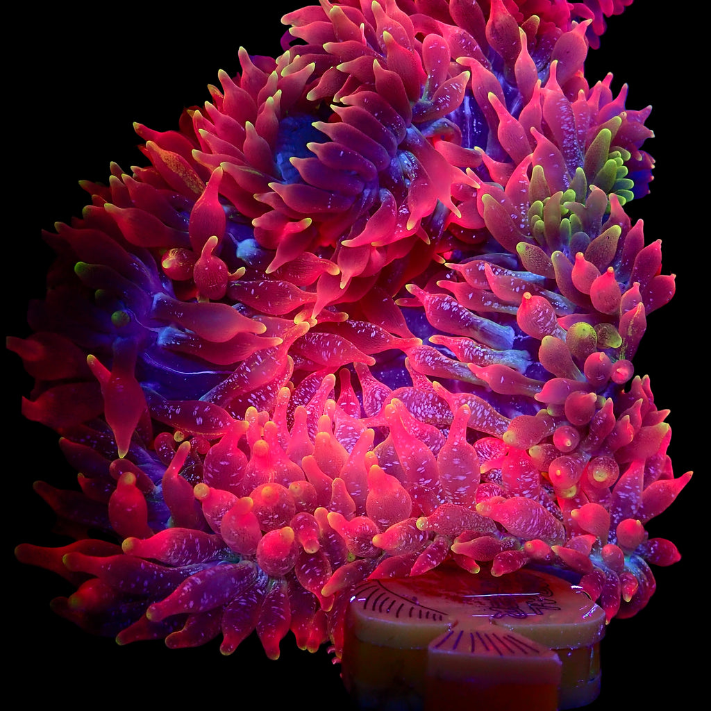 RS Queen Glitter Bubble Tip Anemone