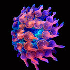 Water Melon Bubble Tip Anemone