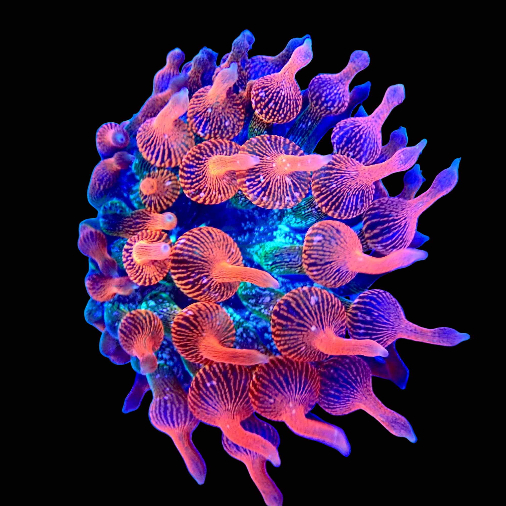 Water Melon Bubble Tip Anemone