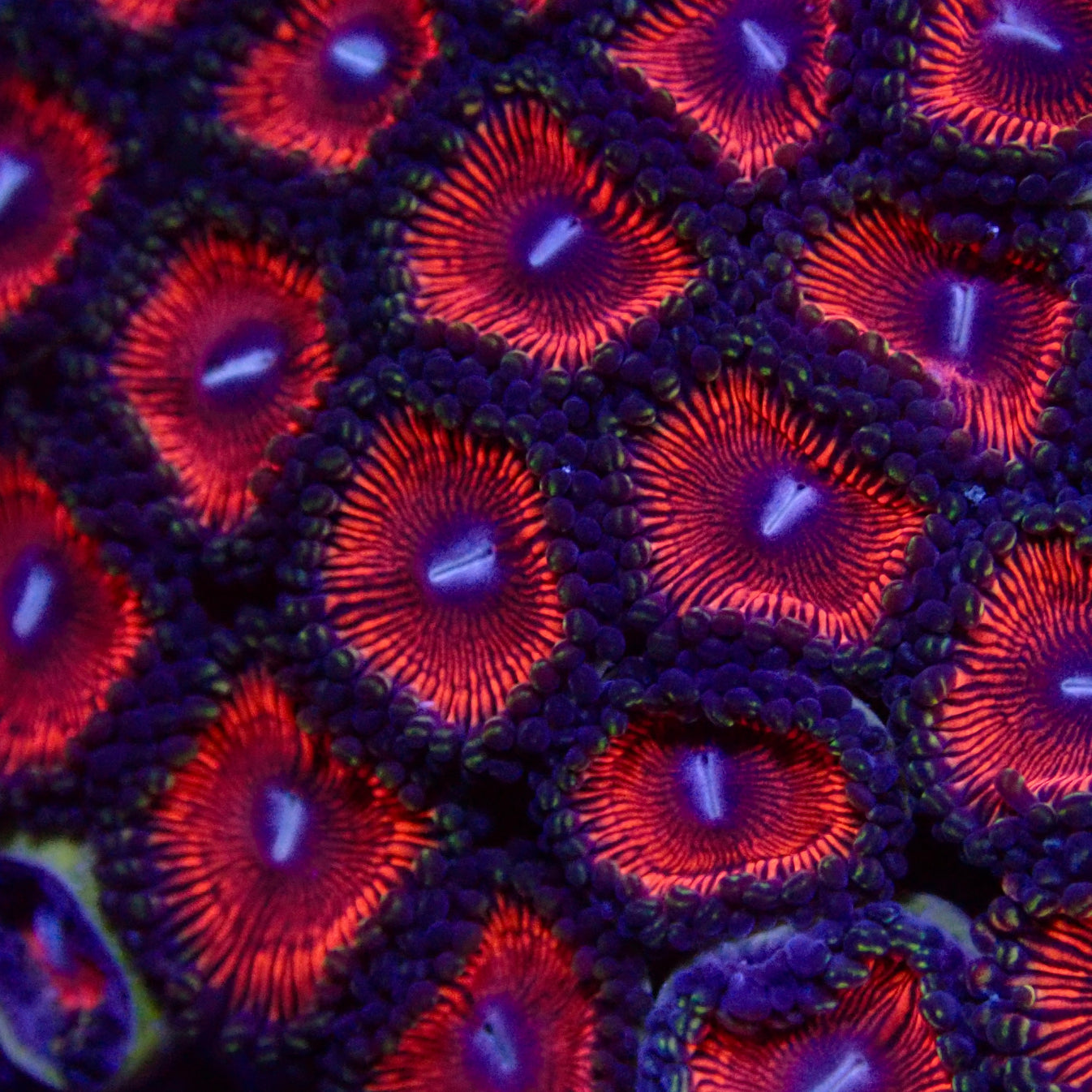 Armor of God Zoanthid frag Aquarium ReefSolution inc.