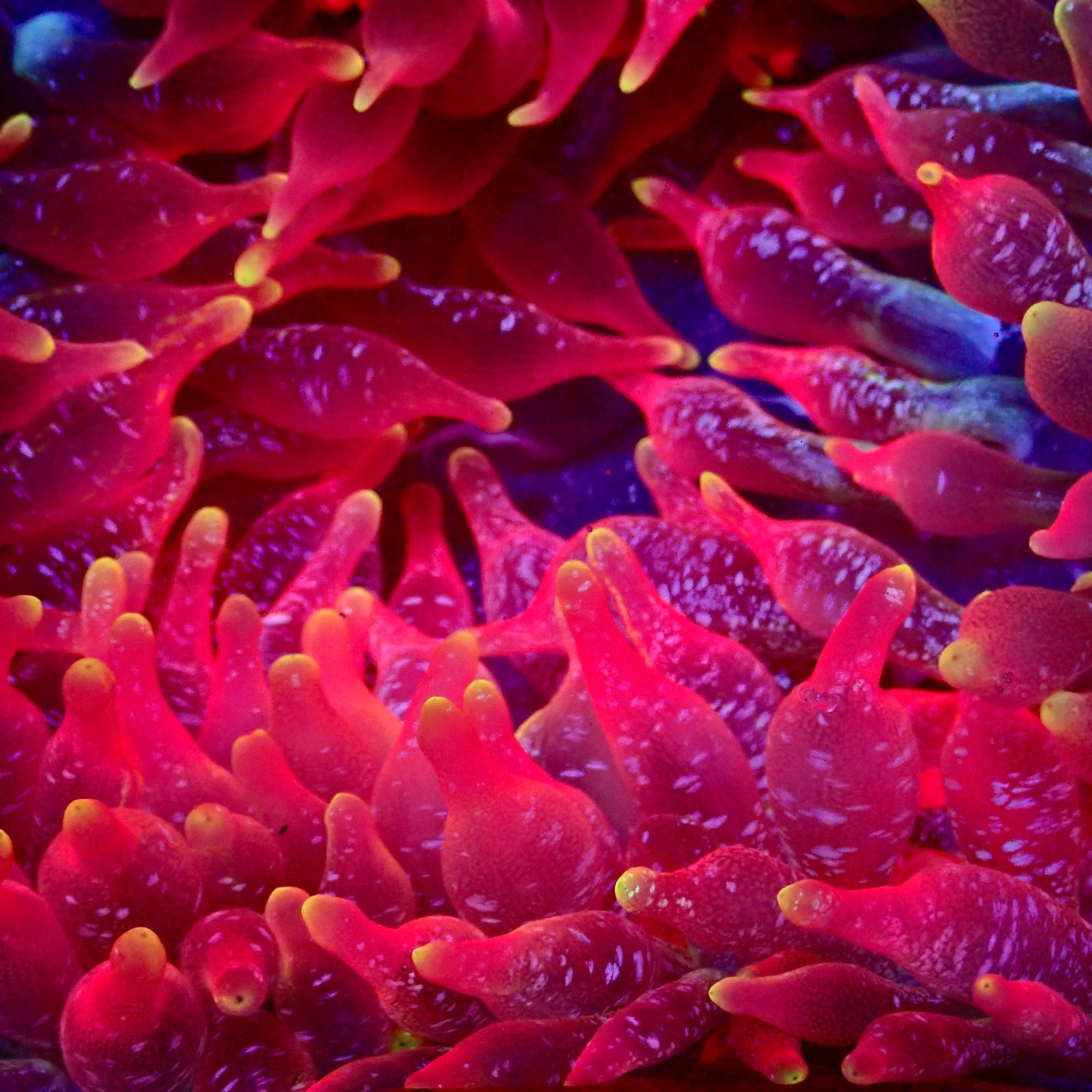 RS Queen Glitter Bubble Tip Anemone