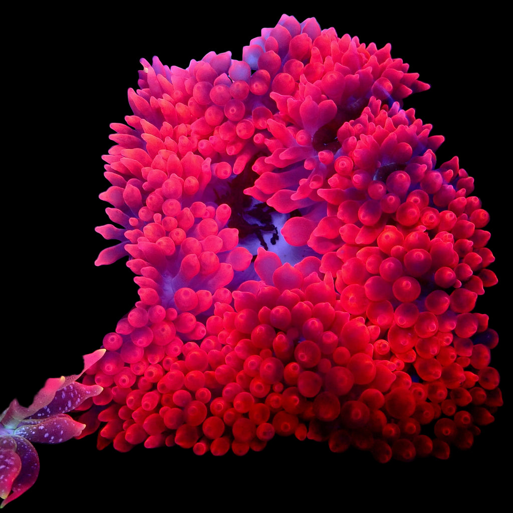 Red Devil Bubble Tip Anemone