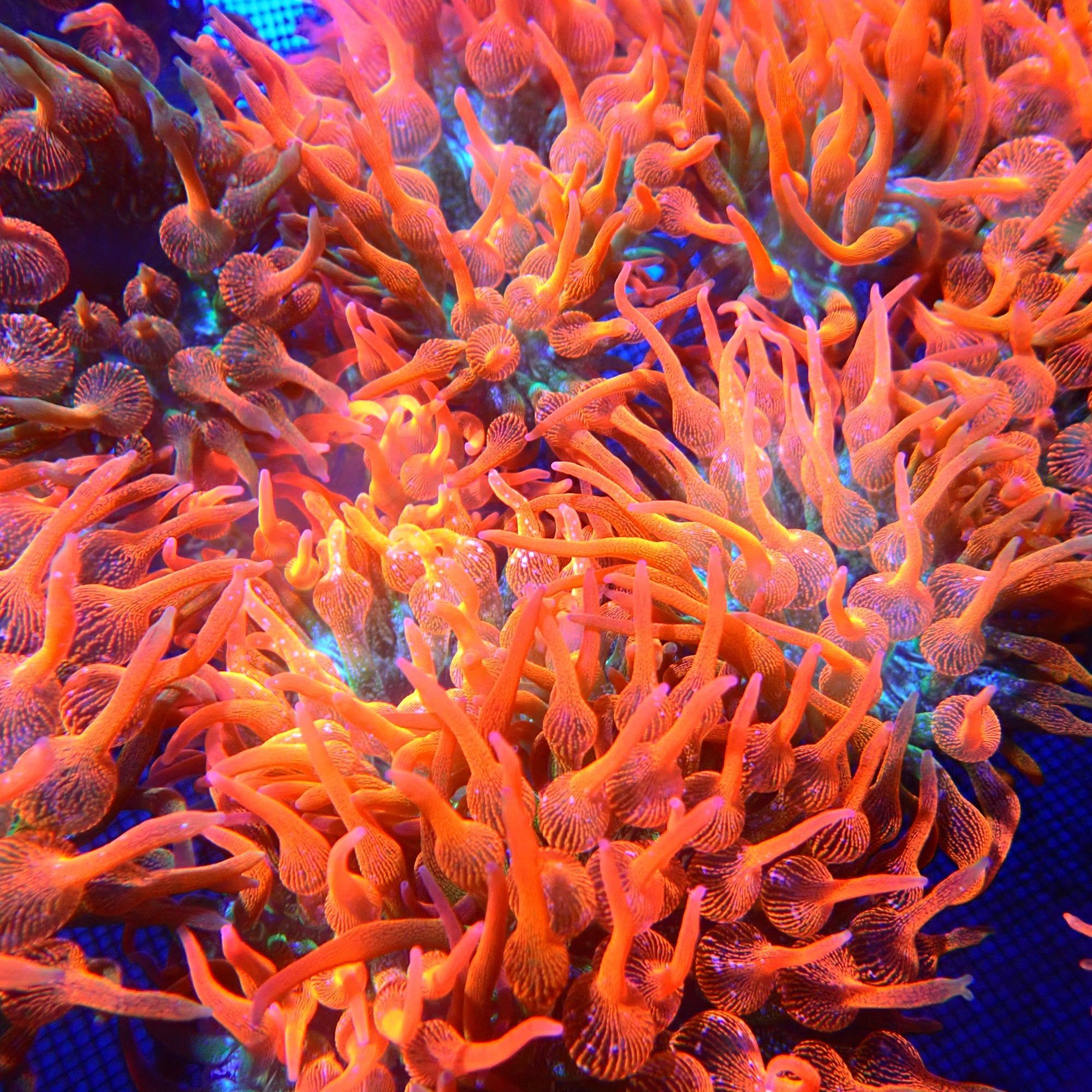 Water Melon Bubble Tip Anemone