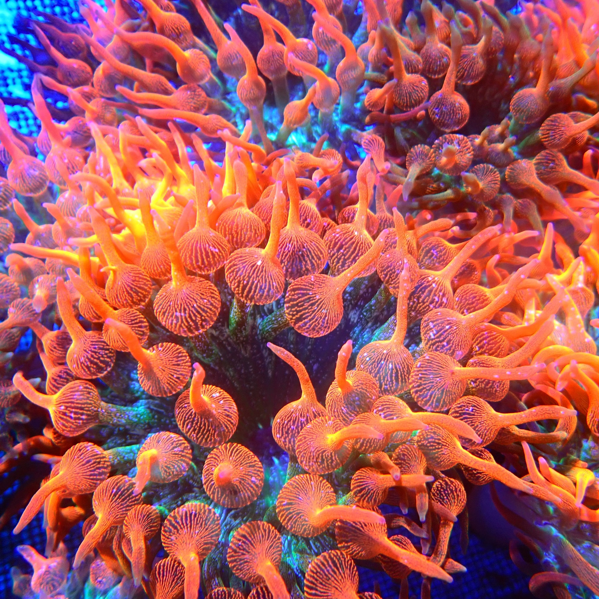 Water Melon Bubble Tip Anemone