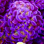 RS Dreamsicle Hammer Branching par tete