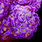 RS Dreamsicle Hammer Branching par tete