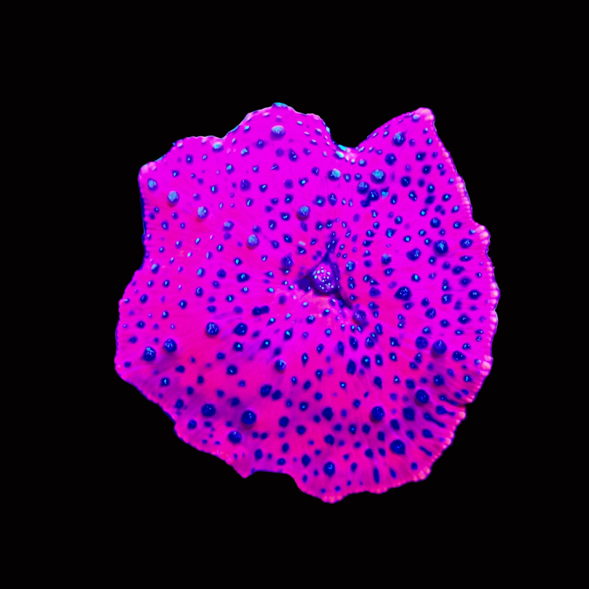 Superman Discosoma Mushroom
