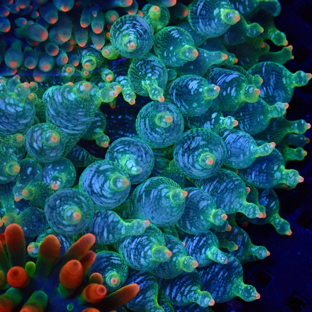 Ultra Snow Flake Bubble Tip Anemone