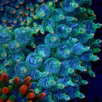 Ultra Snow Flake Bubble Tip Anemone