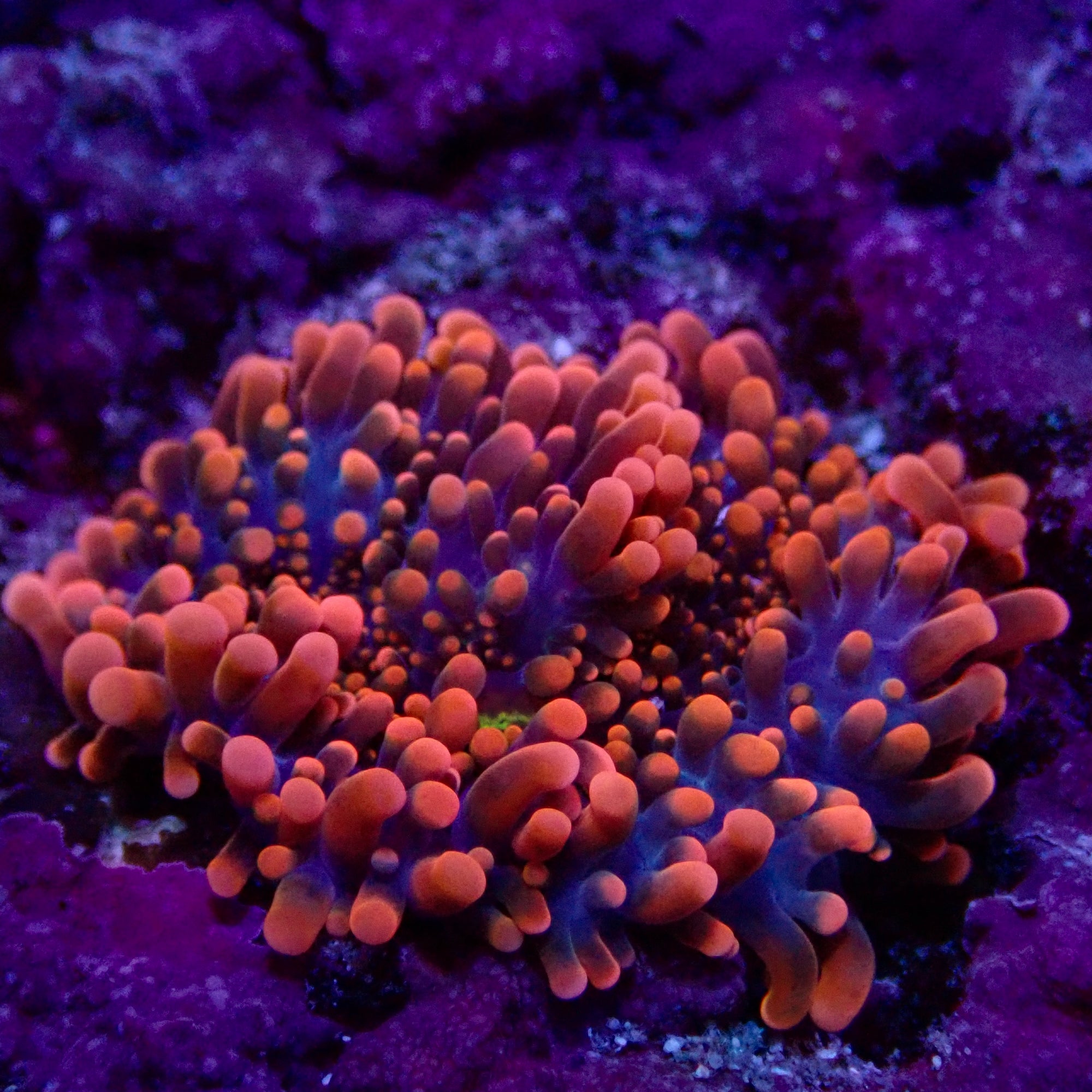 Orange Yuma Mushroom