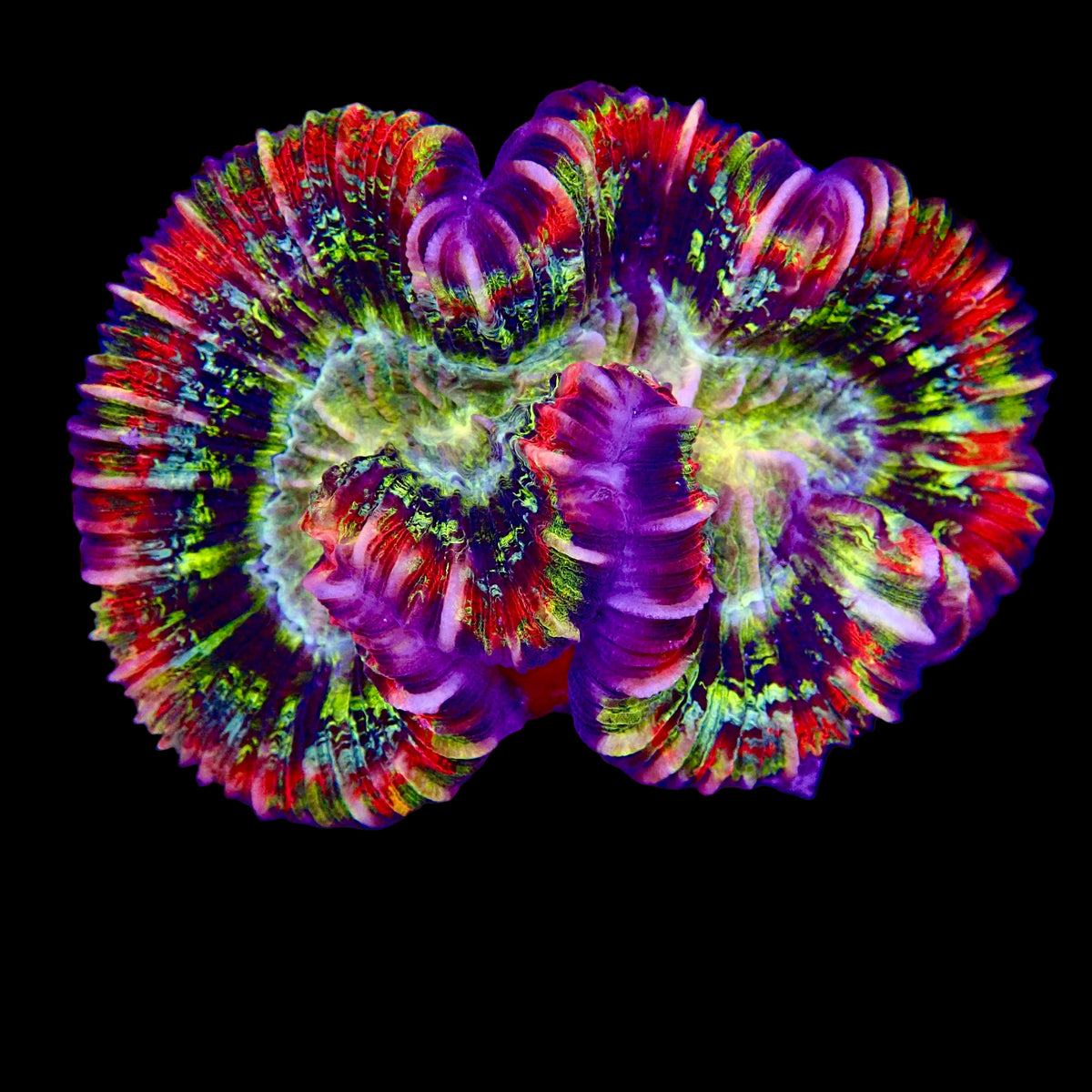 Multicolor Trachyphyllia