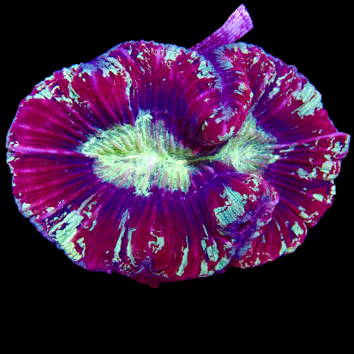 Multicolor Trachyphyllia