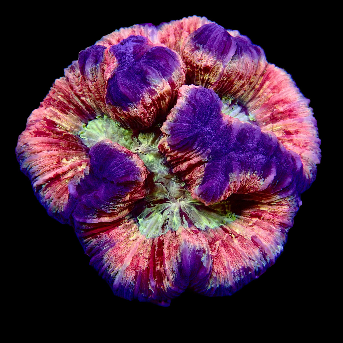 Welsophyllia Multicouleur