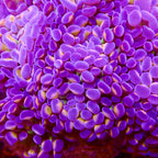 RS Dreamsicle Hammer Branching par tete