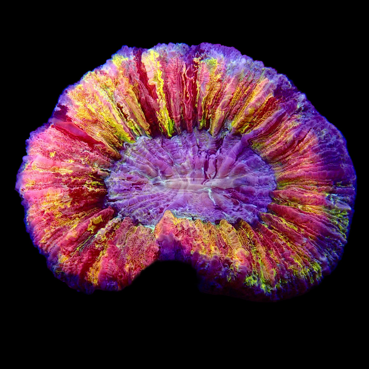 Multicolor Trachyphyllia
