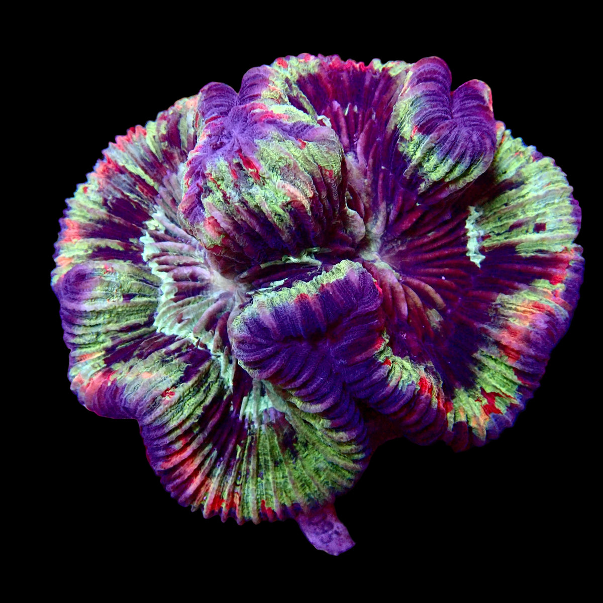 Welsophyllia Multicouleur