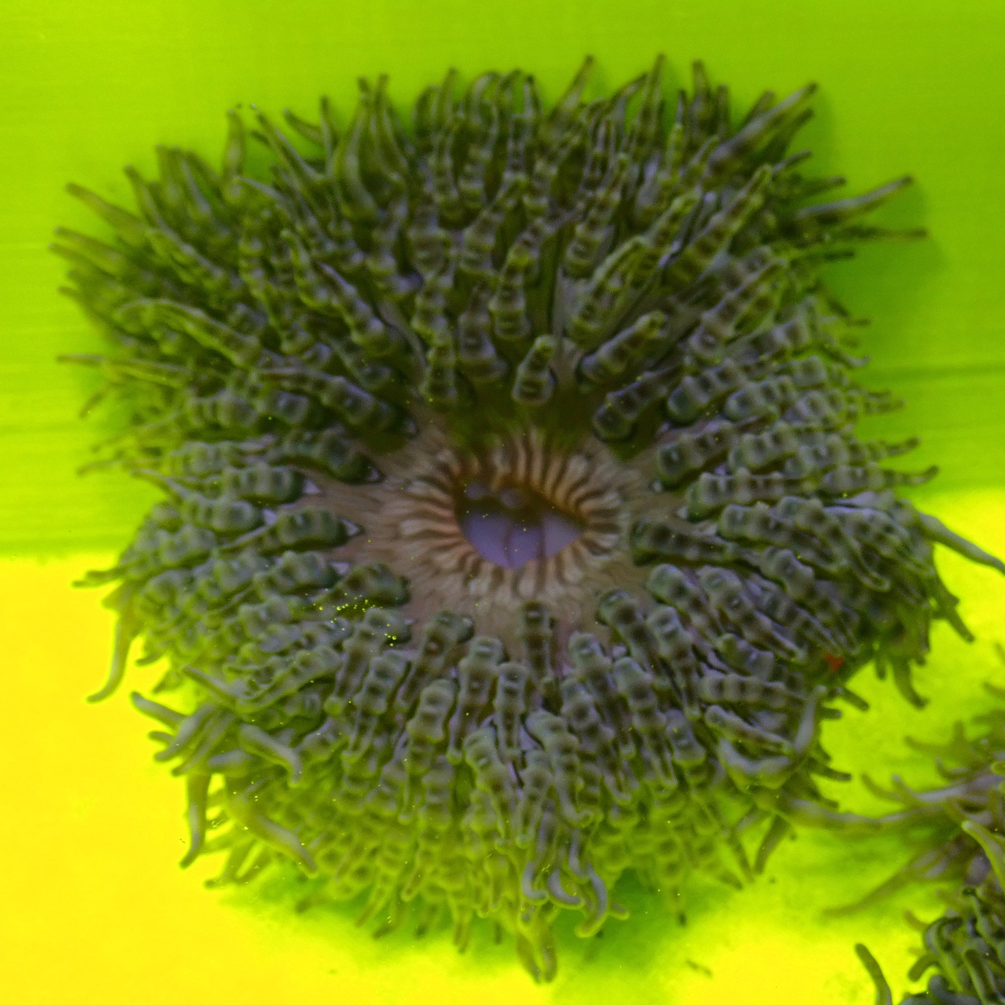 Anemone HETERACTIS AURORA