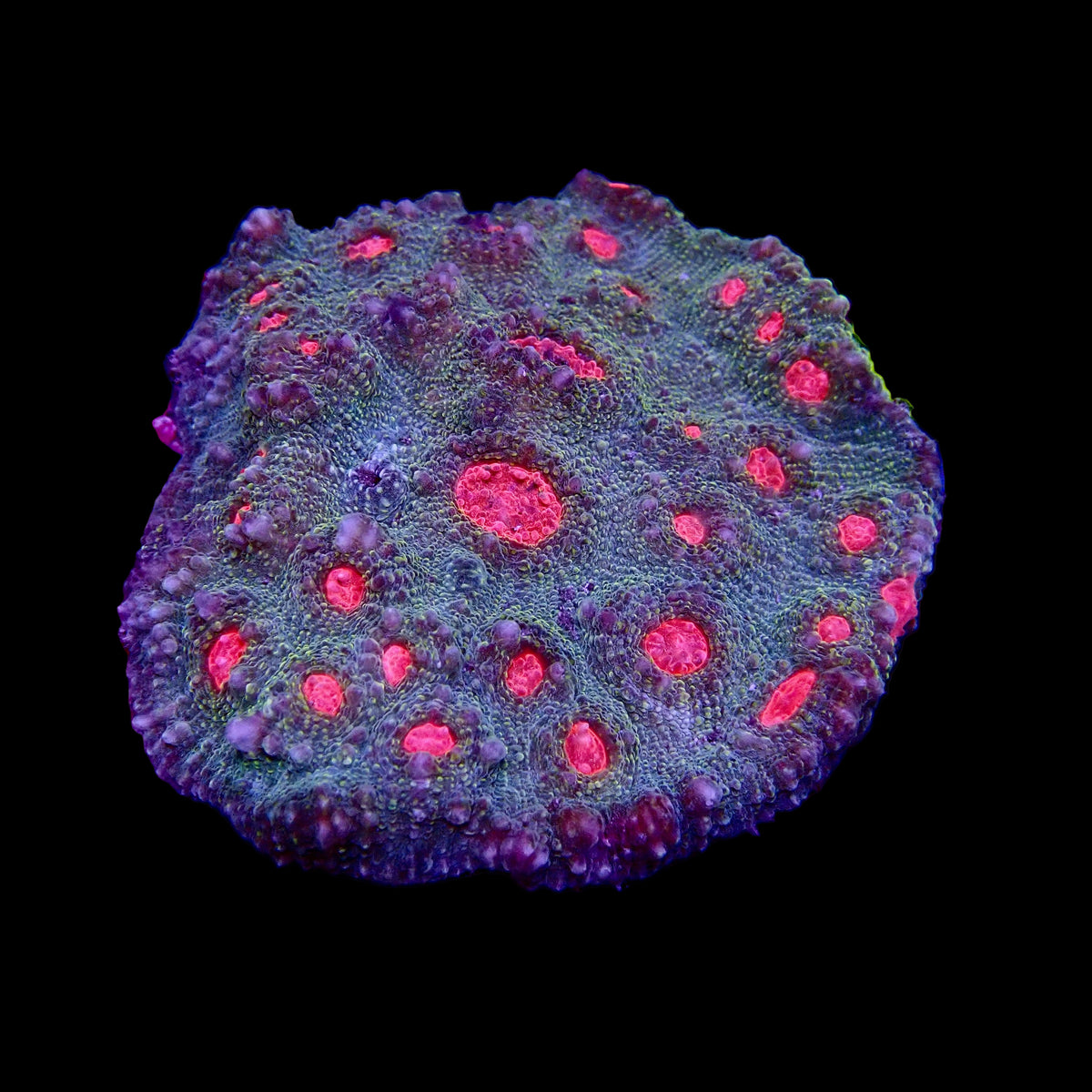Pink eye Chalice Echinophyllia colony