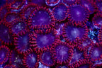 Spiderman Zoanthid frag