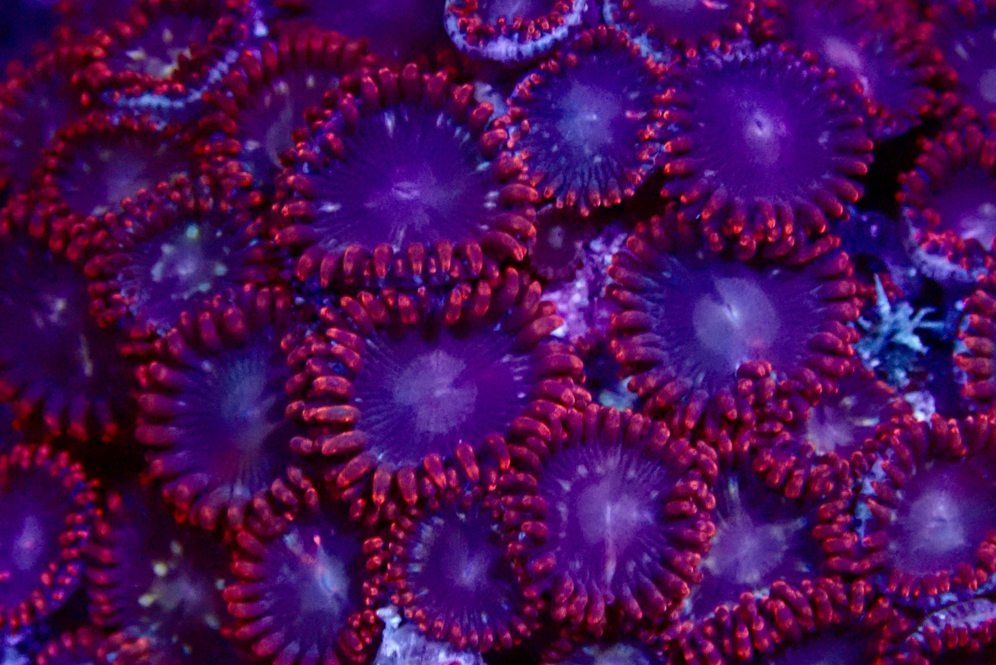 Spiderman Zoanthid frag