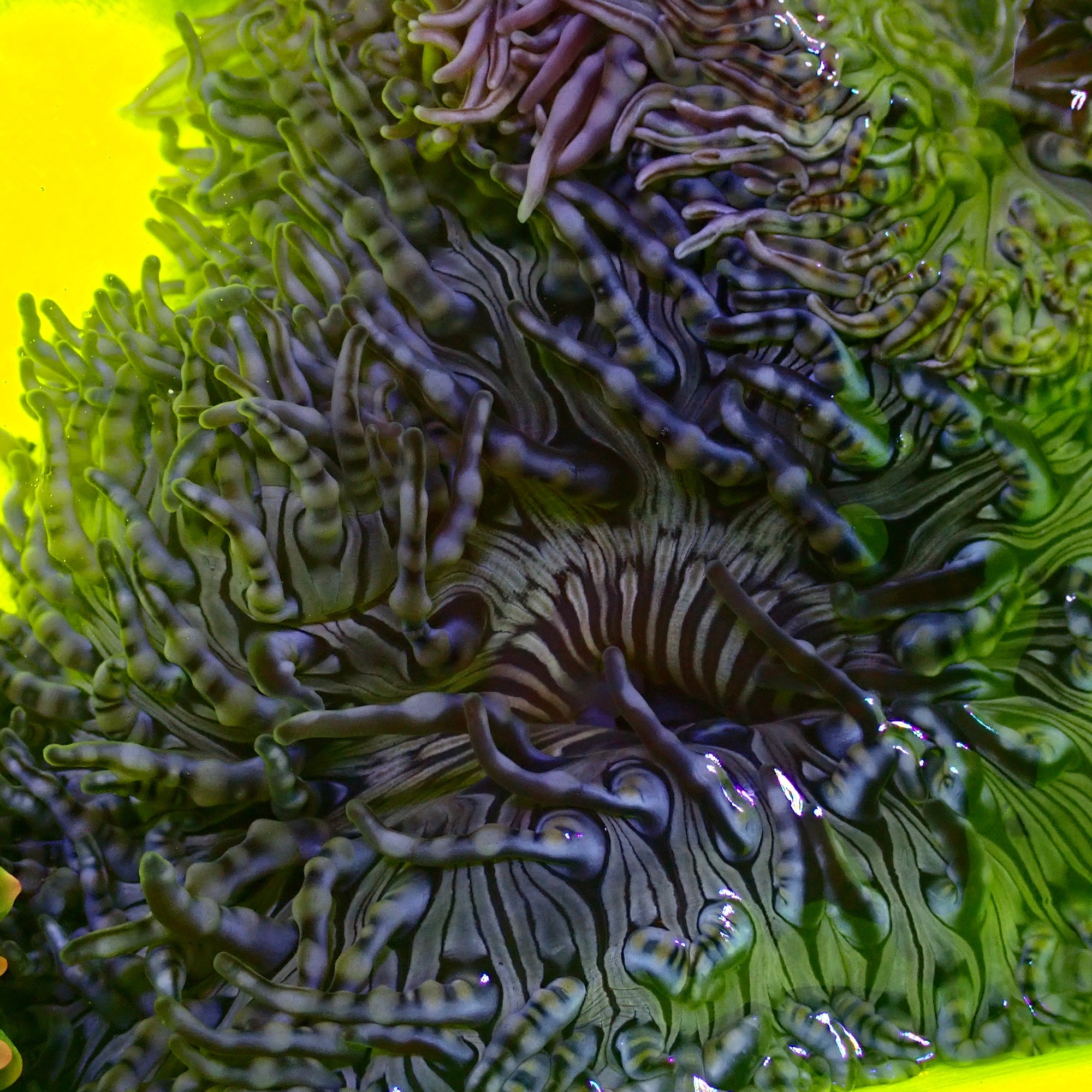 Anemone HETERACTIS AURORA